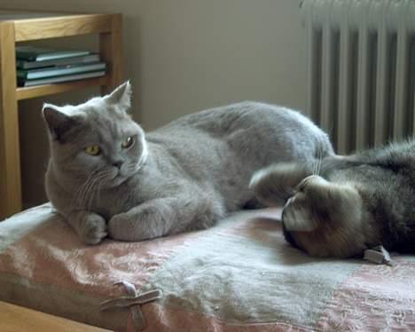 British Shorthair coco - gigi driller coco ............... billede 8