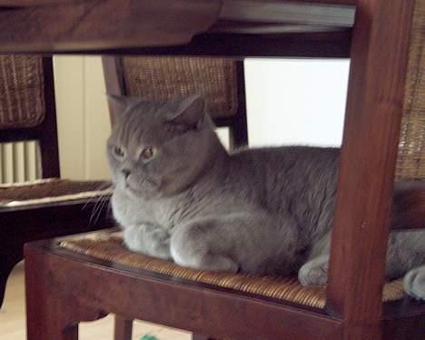 British Shorthair coco - den bedste soveplads i huset må være her billede 9