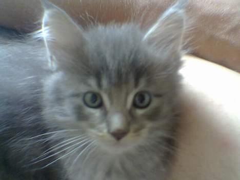 Maine Coon El Diablo POLY - Her er jeg alså ikke såå gammel endnu.. billede 6