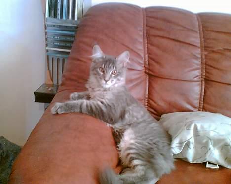 Maine Coon El Diablo POLY - Så tager vi lige den bedste sofaplads.. billede 7