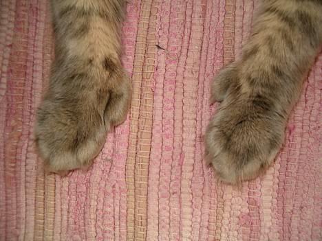 Maine Coon El Diablo POLY - Dette er mine poter, men her er jeg ikke så gammel endnu.. billede 8