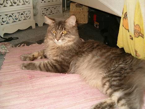 Maine Coon El Diablo POLY - Ligger lige og hygger.. billede 9