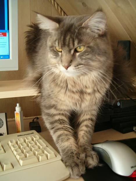 Maine Coon El Diablo POLY - Jeg er også med på KG! billede 10