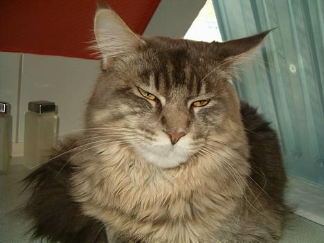 Maine Coon El Diablo POLY - Er lidt ked af det, for vi skal flytte.. billede 11