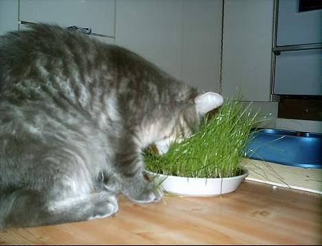 Maine Coon El Diablo POLY - MUMS... Lidt af det gode.. :-) billede 12