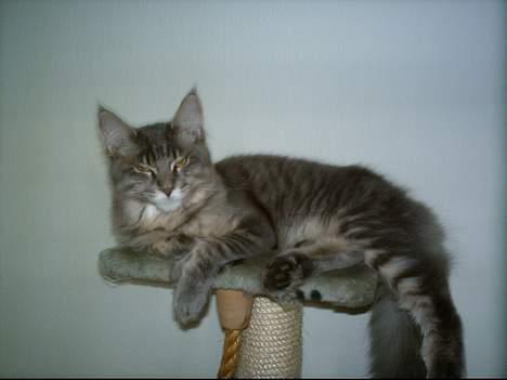 Maine Coon El Diablo POLY - Her ligger djævlen lige og tager sig en slapper. billede 13