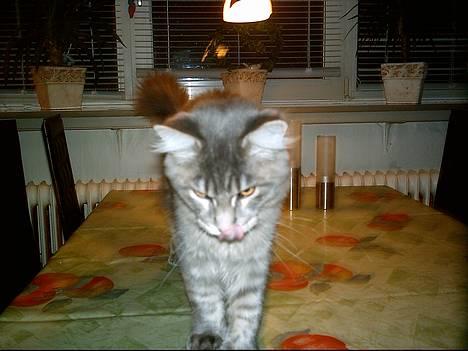 Maine Coon El Diablo POLY - Du ser lækker ud idag! Lige til at spise! billede 14