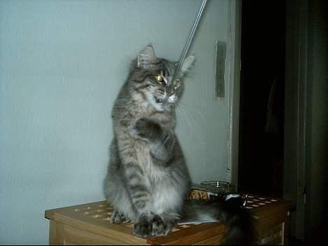 Maine Coon El Diablo POLY - Ynglings legetøjet som jeg simpelthen bare ikke kan undvære. billede 15