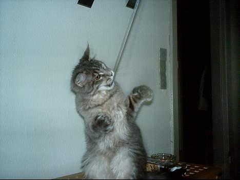 Maine Coon El Diablo POLY - Jaaa, mindst en time om dagen. Så er jeg glad... :-) billede 16