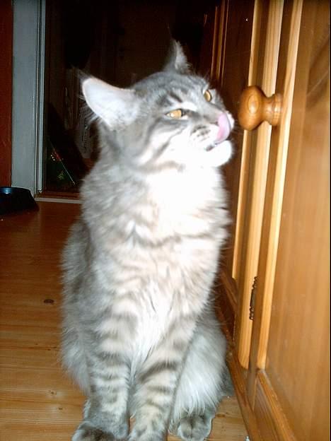 Maine Coon El Diablo POLY - Tager lige en "slikker..." billede 17