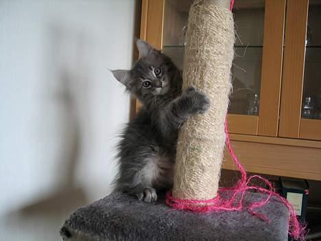 Maine Coon El Diablo POLY - Prøv lig´ og se.. Mine små vanter! billede 18