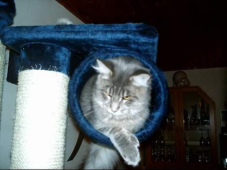 Maine Coon El Diablo POLY - Her ligger jeg igen, på den næste højste plads i kradsetræet. billede 19