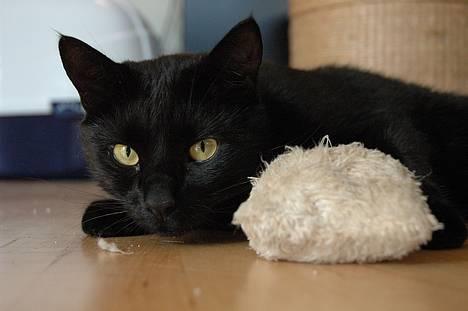 Huskat Bamse R.I.P billede 1