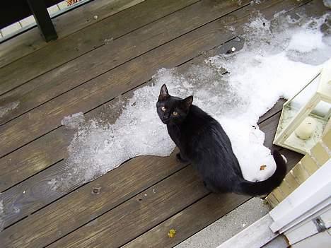 Huskat Bamse R.I.P - Er ikke sikker på jeg gider være ude mor billede 2