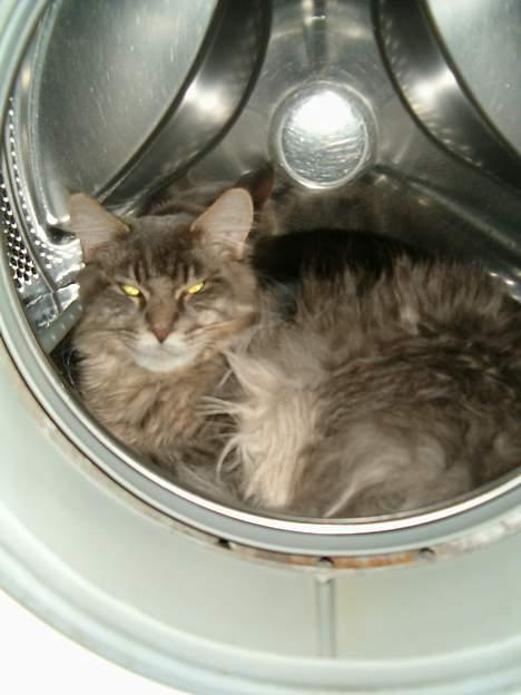 Maine Coon El Diablo POLY - Ny vasket, og bare dejligt med et "varmt bad"! billede 20