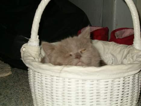 British Shorthair Trunte--Væk--Savner dig - Sov sødt lille Trunte, tra lalalala... billede 3