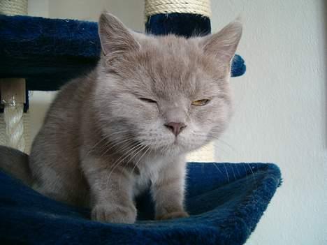 British Shorthair Trunte--Væk--Savner dig - Øh... Hvad er klokken? billede 5