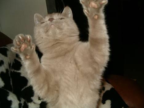 British Shorthair Trunte--Væk--Savner dig - Skal vi danse lidt? billede 6