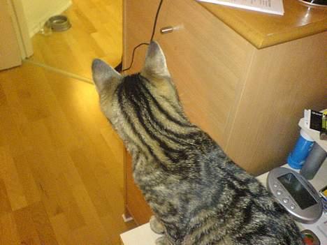 Huskat Dolph - Smukke striber i nakken! De er tegn på ægte krigergener! billede 13