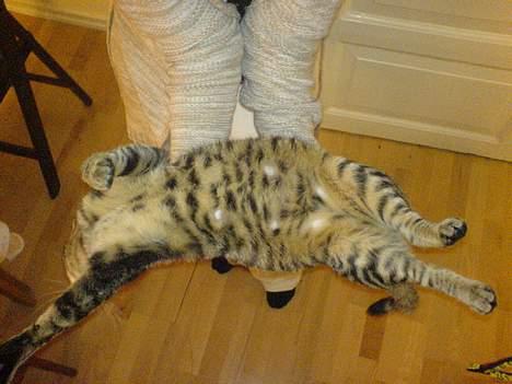 Huskat Dolph - Vil du se min smukke navle? billede 14