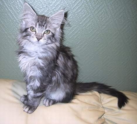 Maine Coon silver billede 18