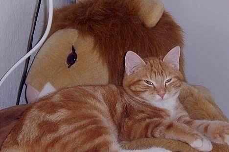 Blanding af racer Charlie billede 1