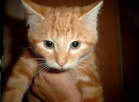 Blanding af racer Charlie billede 2