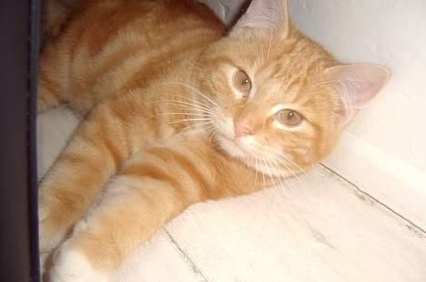 Blanding af racer Charlie billede 3