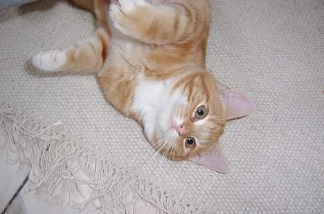 Blanding af racer Charlie billede 4