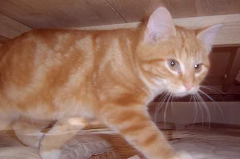 Blanding af racer Charlie billede 5