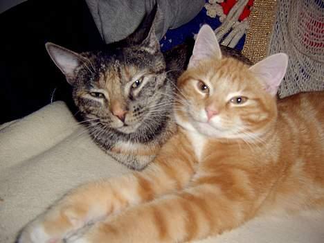 Blanding af racer Charlie billede 6