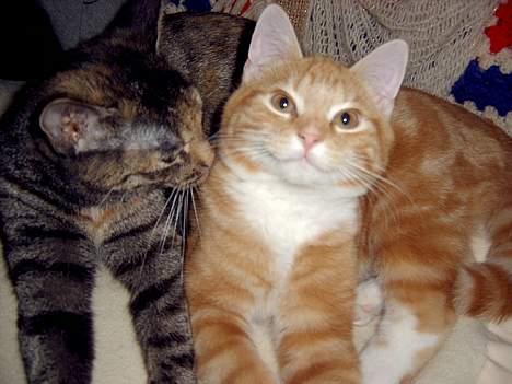 Blanding af racer Charlie billede 7