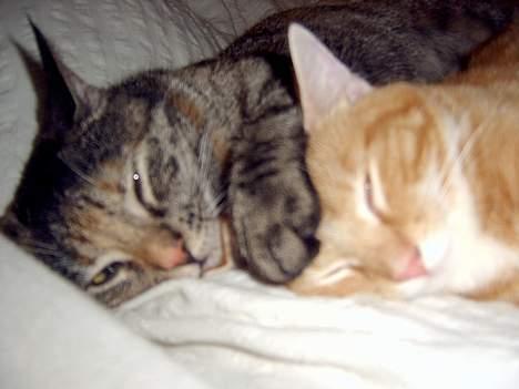 Blanding af racer Charlie billede 8