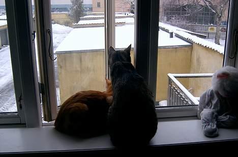 Blanding af racer Charlie billede 9