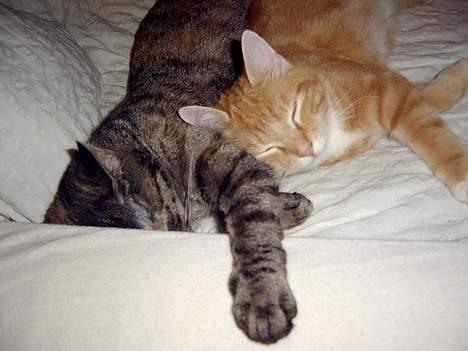 Blanding af racer Charlie billede 10