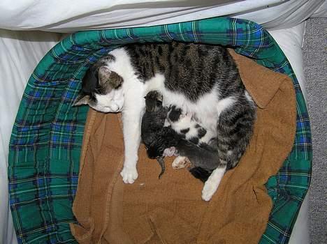 Huskat Crap - Hun er en god mor. billede 8