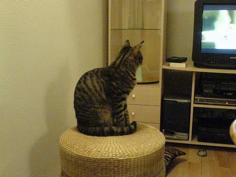 Huskat Dolph - Dolph ser fjernsyn - noget om mordbrand.. IKKE Sleepless in Seattle billede 15