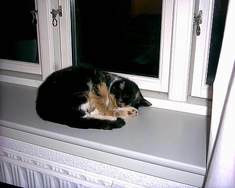 Huskat Sacha billede 1