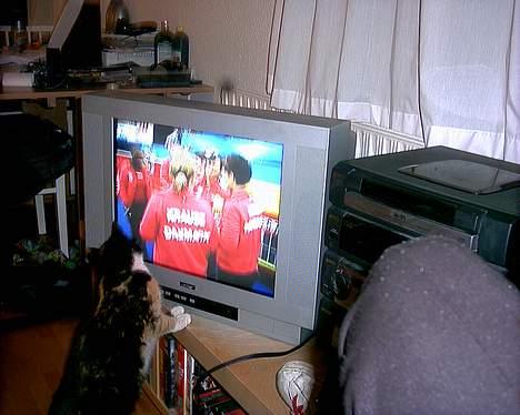 Huskat Sacha billede 2