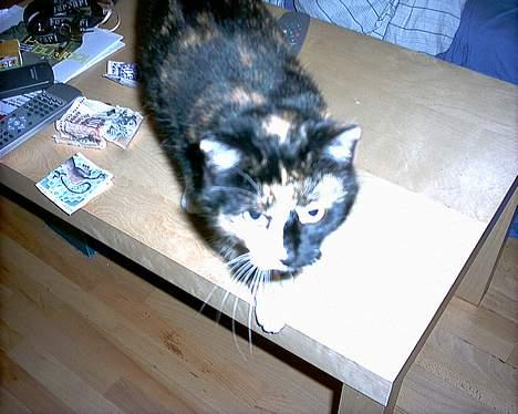 Huskat Sacha billede 3