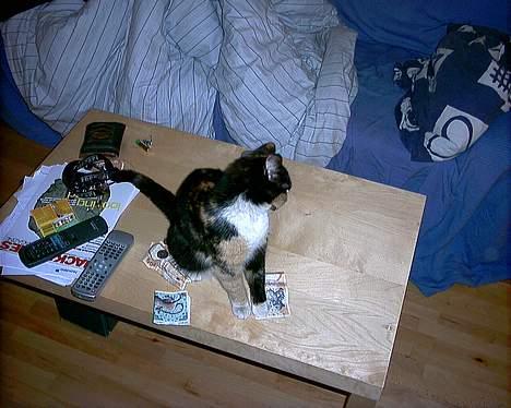 Huskat Sacha billede 4