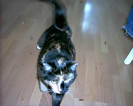 Huskat Sacha billede 5