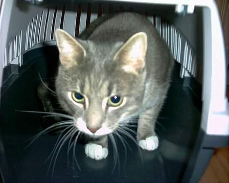 Blanding af racer Dimitri - Skal vi ud og køre? billede 6