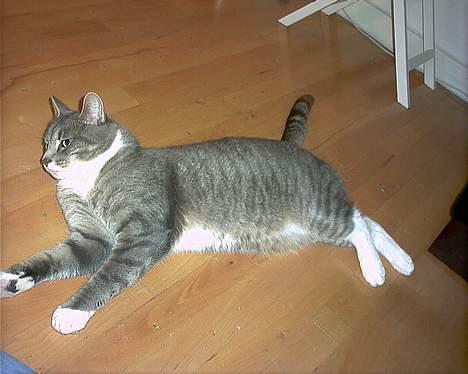 Blanding af racer Dimitri billede 7