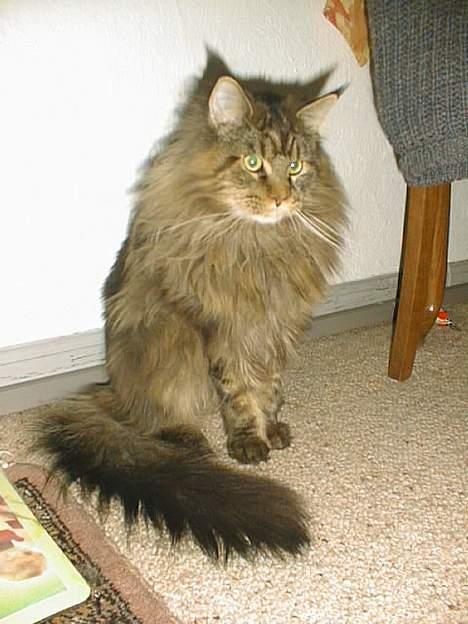 Maine Coon Sigurd - Mon der kommer en mus forbi?? billede 2