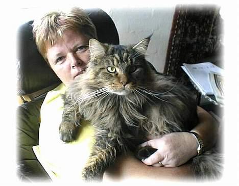 Maine Coon Sigurd - Her putter jeg med min mor, så kan hun ikke se fjernsyn for mig TIHI billede 4