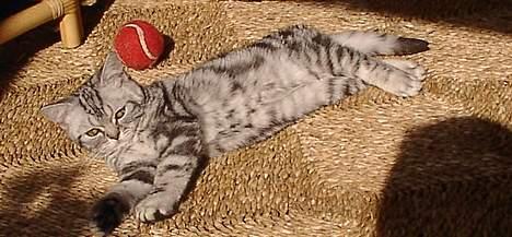 British Shorthair Loch-loyal Gucci - ung killing sommer 2005 billede 4