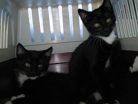 Huskat Basse - ved afhentning, Basse til højre og hans afdøde bror til venstre billede 1