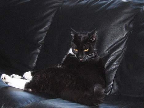 Huskat Basse - svært af komme til for maven.. men det lykkedes billede 3