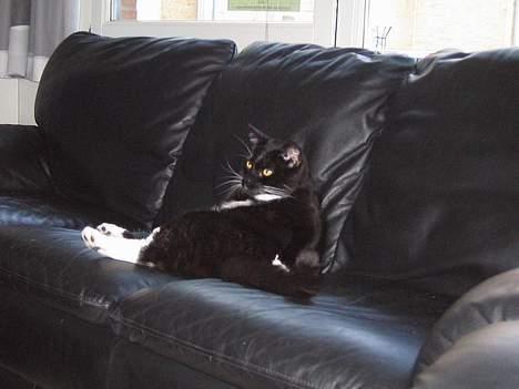 Huskat Basse billede 4